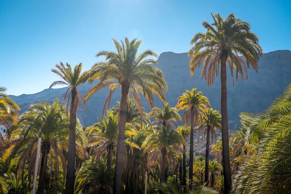 Palmeoase ved den lille byen Santa Lucia på Gran Canaria