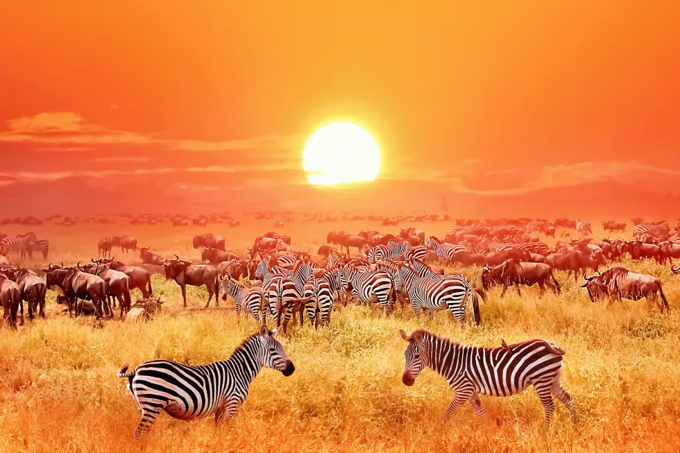 Billede af Serengeti 