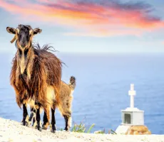 Kreta er altid en god ide!