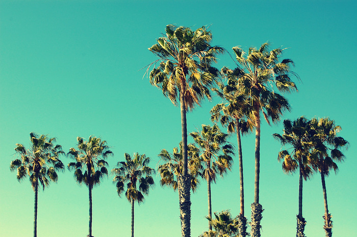 Vakre palmer langs strandpromenaden