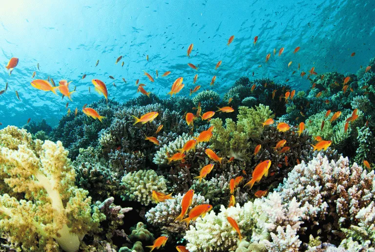 Livet under vandoverfladen er ypperlig på Seychellerne. Her findes over 1000 fiskearter 