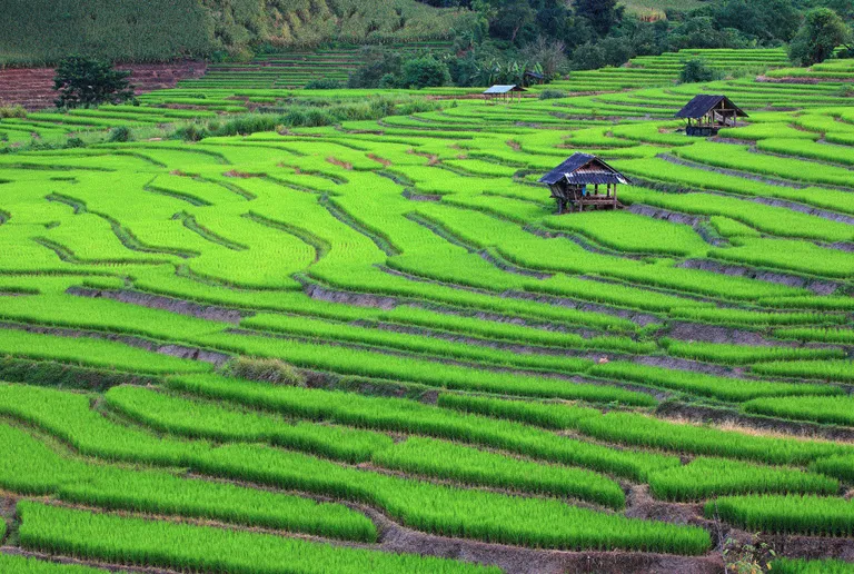  De berømte rismarker i nord-Thailand er et praktfuldt syn 